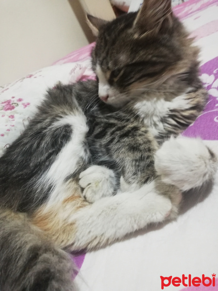 Tekir Kedi, Kedi  Badem fotoğrafı