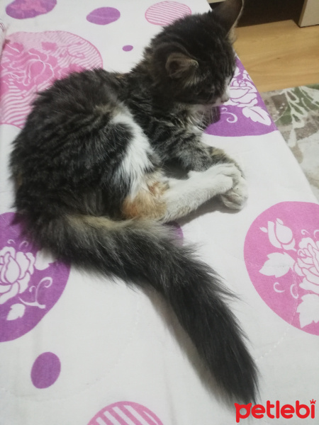 Tekir Kedi, Kedi  Badem fotoğrafı
