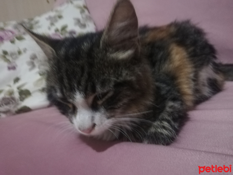Tekir Kedi, Kedi  Badem fotoğrafı