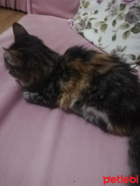 Tekir Kedi, Kedi  Badem fotoğrafı