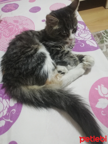 Tekir Kedi, Kedi  Badem fotoğrafı