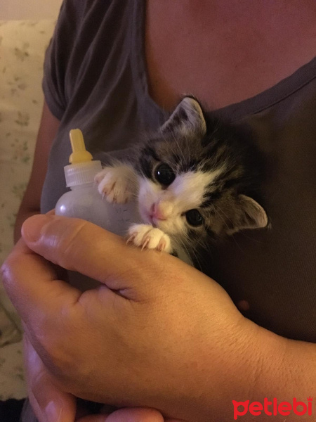 Tekir Kedi, Kedi  Coco fotoğrafı