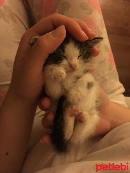 Tekir Kedi, Kedi  Coco fotoğrafı