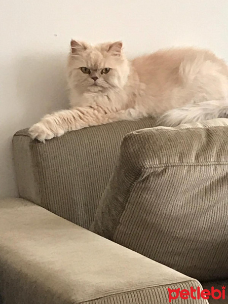 İran Kedisi (Persian), Kedi  Masal fotoğrafı