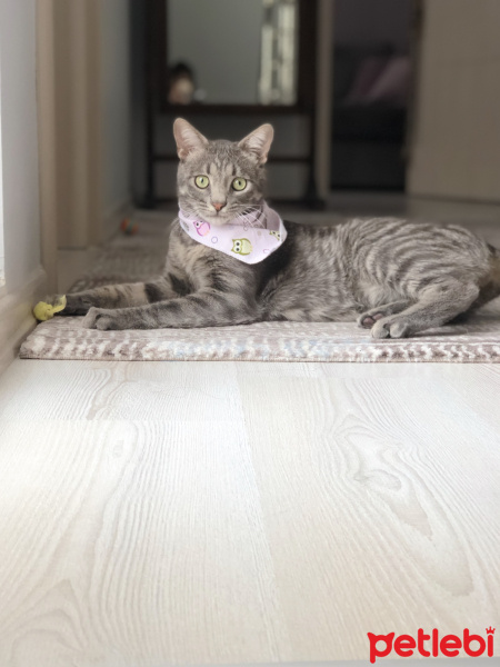Tekir Kedi, Kedi  Baby fotoğrafı