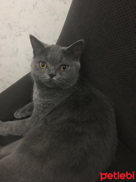 Scottish Fold, Kedi  Miya fotoğrafı