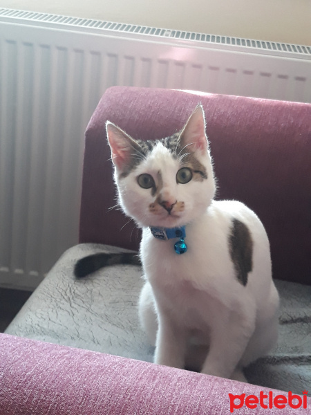 Tekir Kedi, Kedi  Haydar fotoğrafı