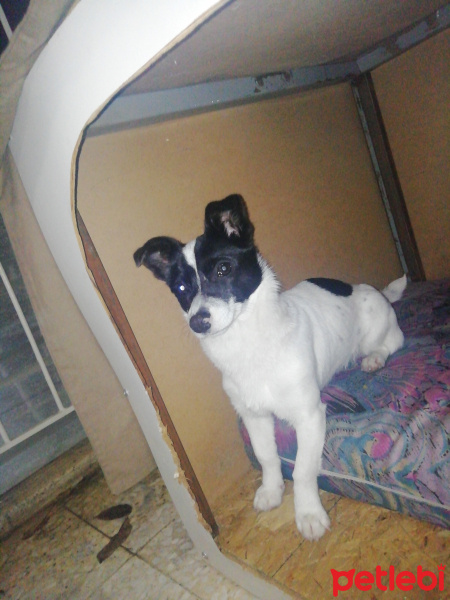 Jack Russell Terrier, Köpek  ŞANS fotoğrafı