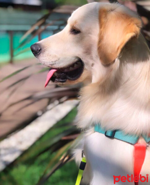 Golden Retriever, Köpek  Gofret fotoğrafı