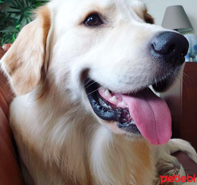 Golden Retriever, Köpek  Gofret fotoğrafı