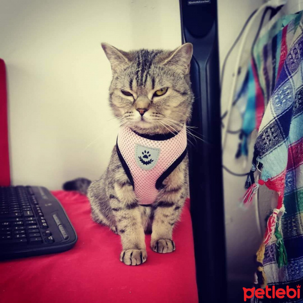 British Shorthair, Kedi  Mia fotoğrafı