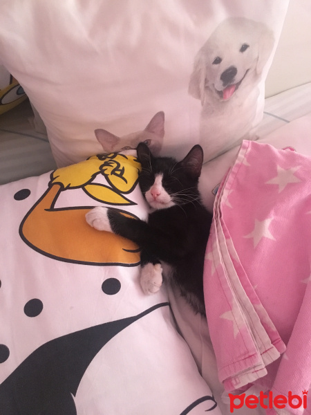 Tuxedo (Smokin) Kedi, Kedi  Miki fotoğrafı