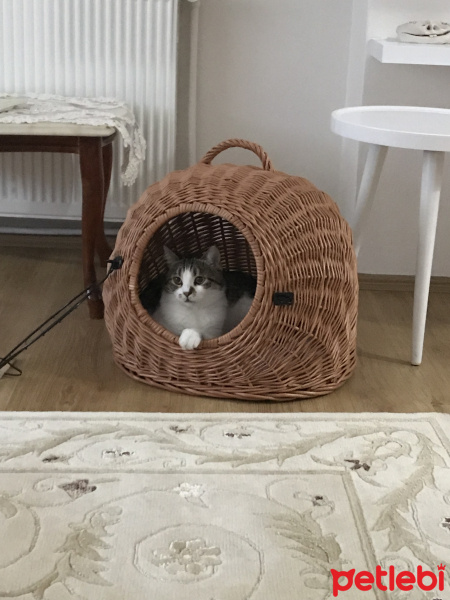 Tekir Kedi, Kedi  deniz fotoğrafı