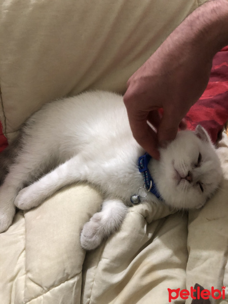 Scottish Fold, Kedi  Mırmır fotoğrafı