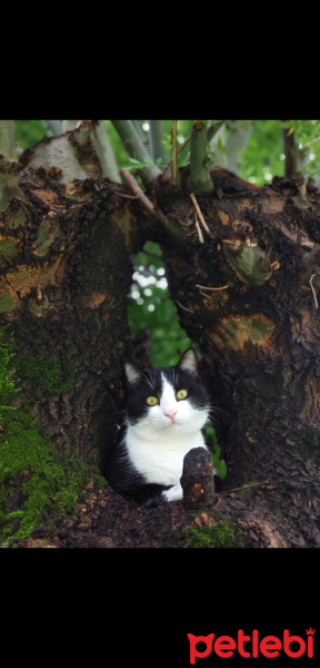 Tuxedo (Smokin) Kedi, Kedi  Zeze fotoğrafı