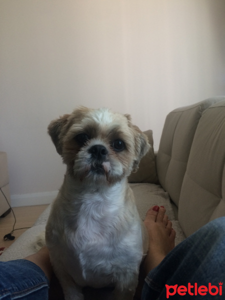 Shih Tzu, Köpek  bucur fotoğrafı