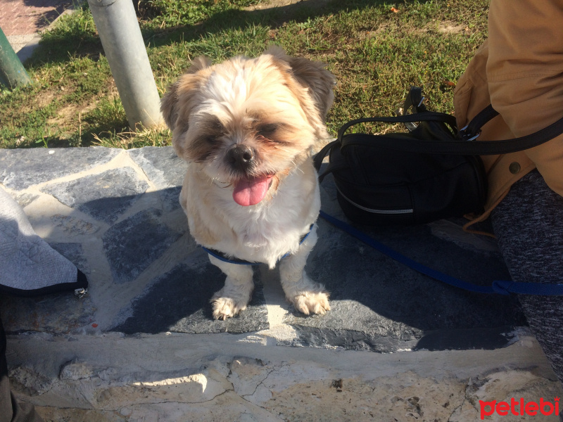 Shih Tzu, Köpek  bucur fotoğrafı