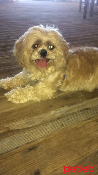 Shih Tzu, Köpek  bucur fotoğrafı