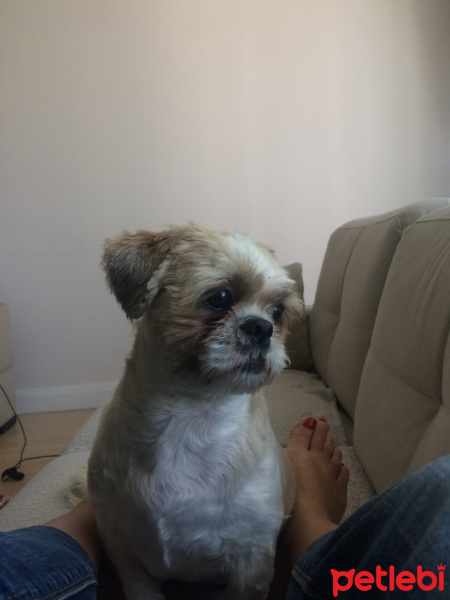 Shih Tzu, Köpek  bucur fotoğrafı