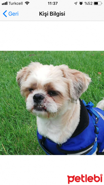 Shih Tzu, Köpek  bucur fotoğrafı