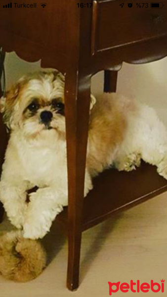 Shih Tzu, Köpek  bucur fotoğrafı