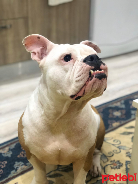 İngiliz Bulldog, Köpek  Cheetos fotoğrafı