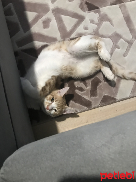 Tekir Kedi, Kedi  Fio fotoğrafı