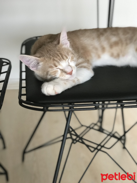 Tekir Kedi, Kedi  Fio fotoğrafı