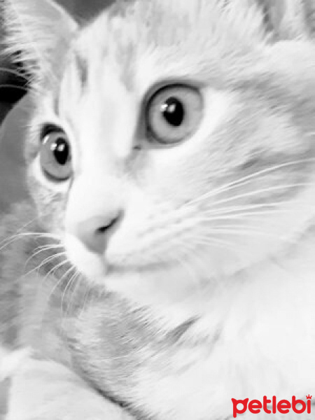 Tekir Kedi, Kedi  Miya fotoğrafı