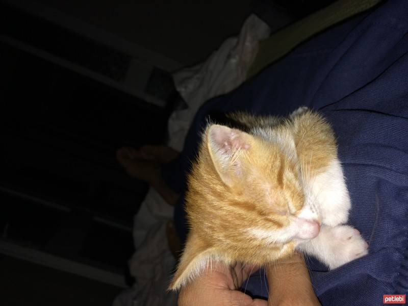 Tekir Kedi, Kedi  TACO fotoğrafı