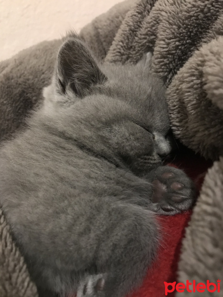 British Shorthair, Kedi  Winnie fotoğrafı