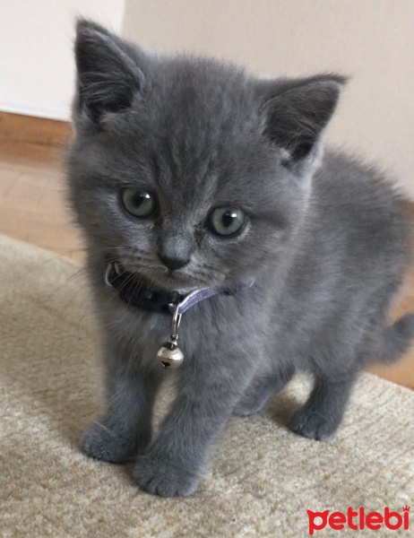 British Shorthair, Kedi  Winnie fotoğrafı