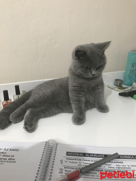 British Shorthair, Kedi  Winnie fotoğrafı