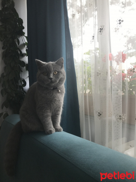 British Shorthair, Kedi  Winnie fotoğrafı