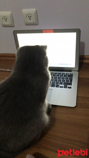 British Shorthair, Kedi  Winnie fotoğrafı