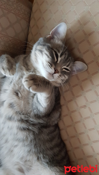 British Shorthair, Kedi  Karamel fotoğrafı