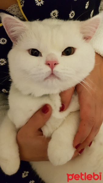 British Shorthair, Kedi  Karamel fotoğrafı