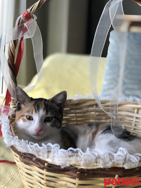 Tekir Kedi, Kedi  Pipet fotoğrafı