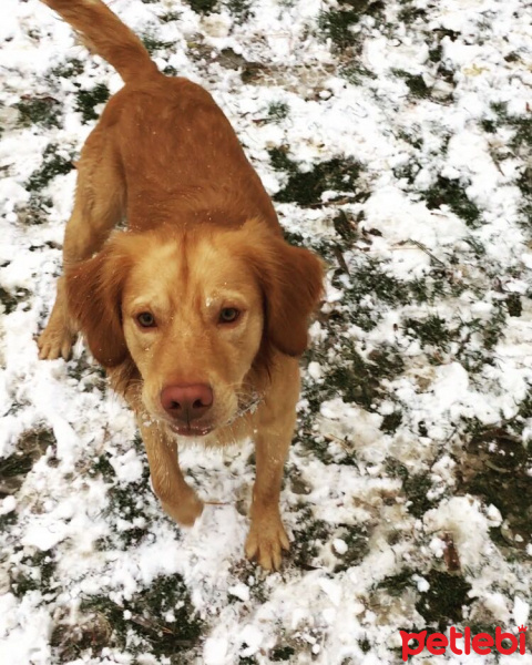 Golden Retriever, Köpek  Bakers fotoğrafı