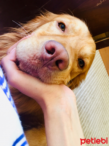 Golden Retriever, Köpek  Bakers fotoğrafı