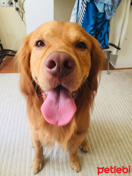 Golden Retriever, Köpek  Bakers fotoğrafı