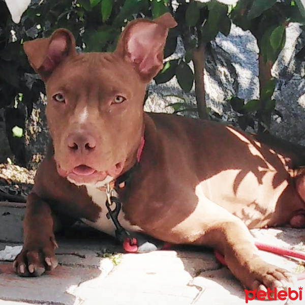 Amerikan Pitbull Terrier, Köpek  Kan fotoğrafı