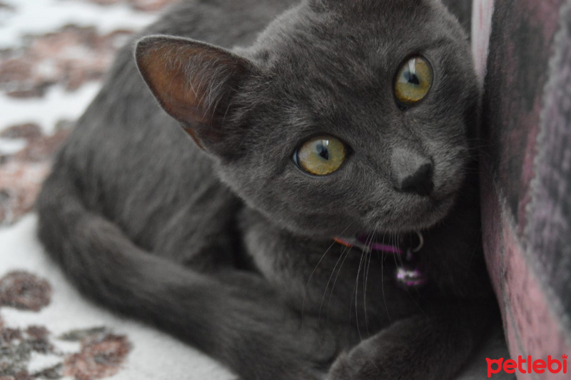 Mavi Rus, Kedi  Hera fotoğrafı