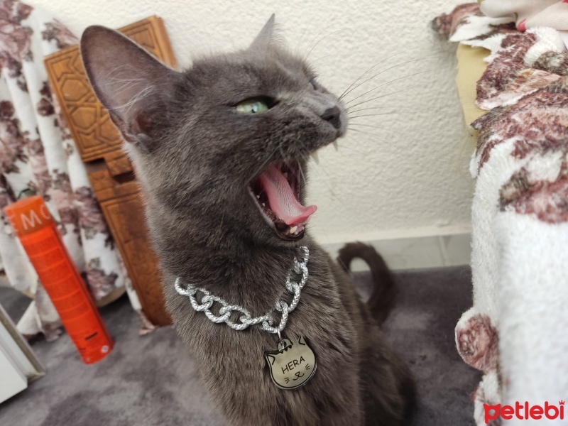 Mavi Rus, Kedi  Hera fotoğrafı