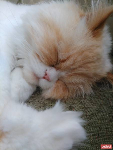 Himalayan, Kedi  Pamuk  fotoğrafı