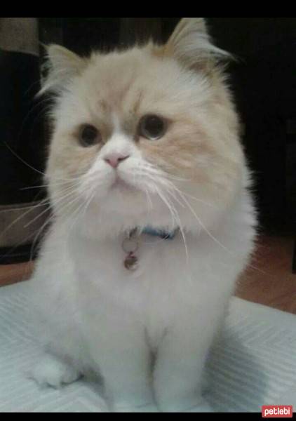 Himalayan, Kedi  Pamuk  fotoğrafı