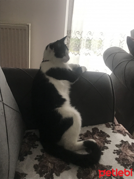 Tuxedo (Smokin) Kedi, Kedi  Balım fotoğrafı