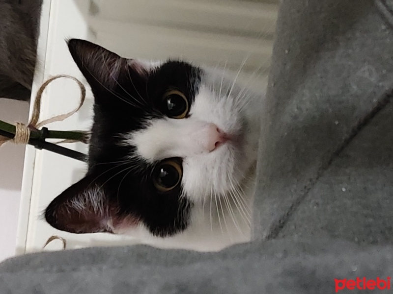 Tuxedo (Smokin) Kedi, Kedi  Balım fotoğrafı