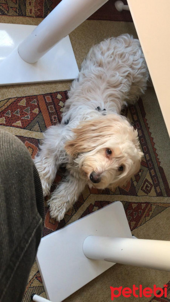 Maltese, Köpek  Cookie fotoğrafı