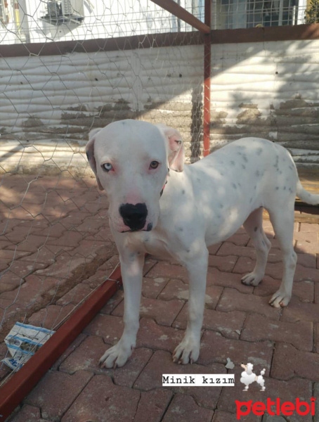 Dogo Arjantin, Köpek  Thor fotoğrafı